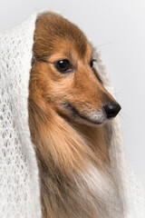 Portrait of a shetland sheepdog seen from the side wearing a white scarf on a white background