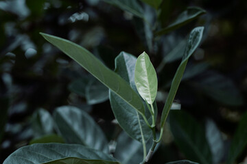 Fresh sapling leaf dark moody photo. Tropical garden minimalist abstraction. Summer foliage toned photography. Jungle forest walk. Exotic floral banner template. Vintage garden card. Blooming nature