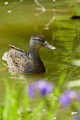 Female mallard (photographed in June), Obihiro Green Park, Hokkaido