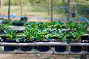 young strawberry on a pot in the garden 