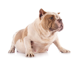 american bully in studio