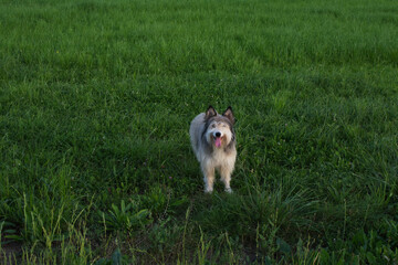 little dog in the middle of a land