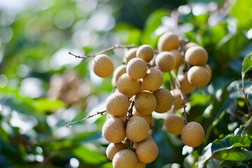 Longan fruit close-up in the garden for background 
