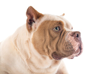 american bully in studio