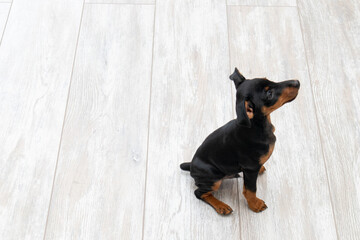 Brown miniature pinscher puppy sitting on a wooden floor at home. Top view.