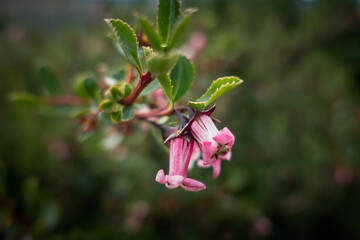 Pink Flowers