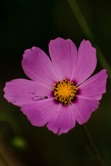 EL contraste de una flor y su color alterado 