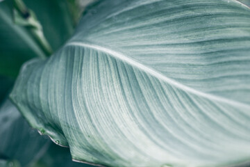 Tropical leaf closeup moody photo. Tropical garden minimalist abstraction. Summer foliage toned photography. Tropical leafy plant. Exotic floral template. Retro garden card. Blooming nature