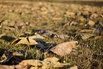 fallen leaf on a grass 