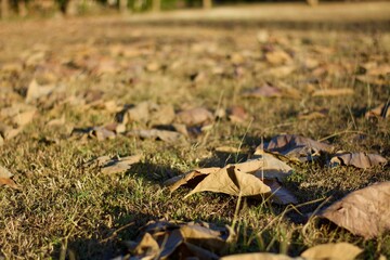 fallen leaf on a grass 