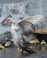 Tomando una ducha el ganzo 