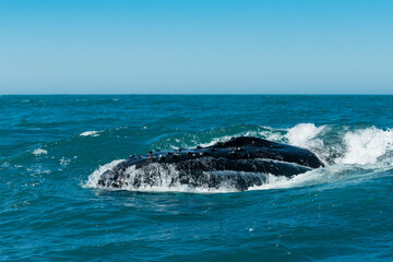 Humpback whale feeding on krill, Atlantic Ocean, South Africa.