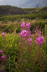 flowers in the mountains