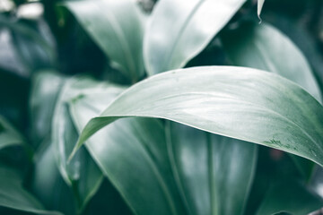 Tropical leaf moody photo in dark green tone. Tropical garden minimalist abstraction. Summer foliage toned photography. Tropical leafy plant. Exotic floral template. Retro garden card. Blooming nature