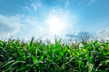 Corn planted in corn field and blue sky.