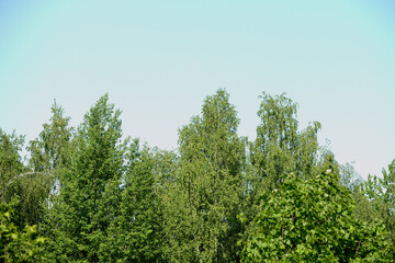 The tops of the trees against the blue sky on a sunny day. Natural summer background