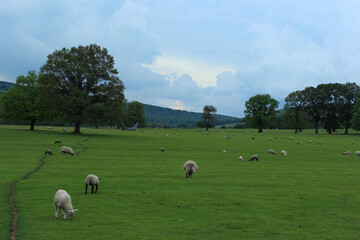 Fototapeta premium sheep in the field in England on a farm on a great stormy day 