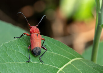 Red bug on the green  leave.