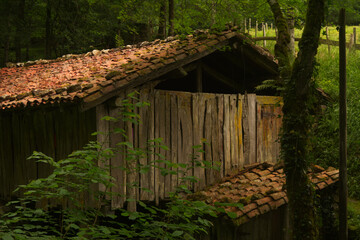 old wooden house in forest