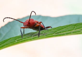 Red bug on the green  leave.