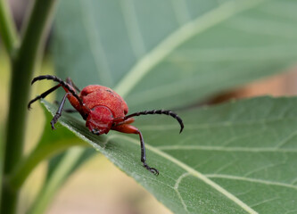 Red bug on the green  leave.