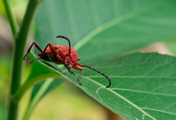 Red bug on the green  leave.