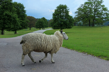 sheep walking on a road 