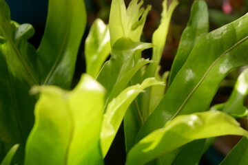 A kind of pteridophyta plant, a vascular plant (with xylem and phloem) that disperses spores.