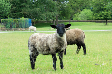 A beautiful black and white sheep, lamb with more sheep in the background taken on a farm in summer 