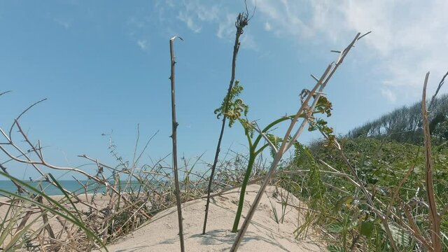 Dying Plant On The Brittas Bay Beach With Blue Sky On A Sunny Summer Day In County Wicklow, Ireland.  - timelapse