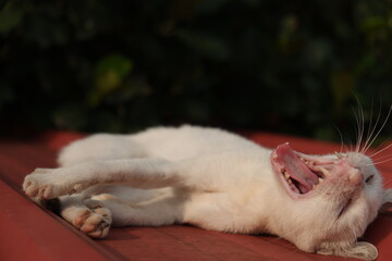 The yawn of the cat