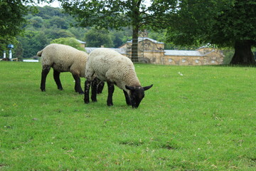 Obraz premium 2 sheep in the field in the Derbyshire Dales, England in summer 