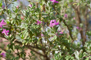 Orchid Tree in the garden 