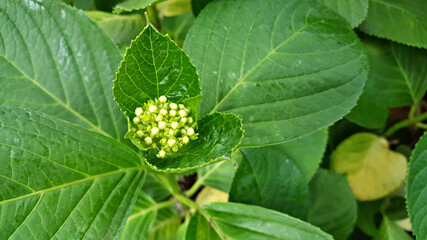 한국 제주도 수국 꽃