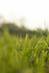closeup of a organic green grass with shallow depth of field, Indian Nature 
