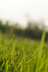 closeup of a organic green grass with shallow depth of field, Indian Nature 
