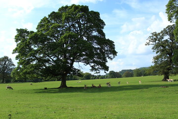 A landscape photo of  Chatsworth Estate, Bakewell, Derbyshire England 