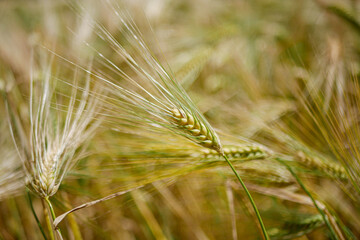 Champs de blé