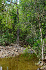 Fototapeta na wymiar Fresh water creek in Queensland