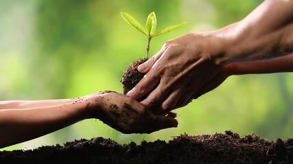 Adult hands putting young plant in to little girl's hands