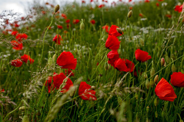 Poppy field before a storm with cloudy day, dramatic sky