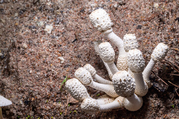 Mushroom growing in the natural forest