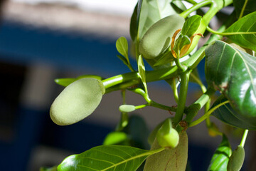 young heterophylla in the garden 