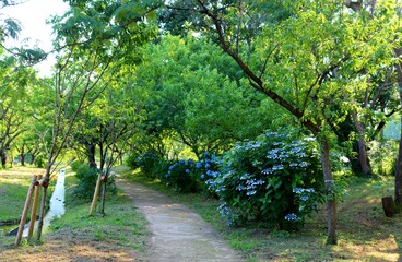 新緑　道　あじさい　小川　風景　