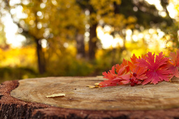 Naklejka na ściany i meble Autumn red maple leaves on stump in forest, blurred background and selective focus, fall season and thanksgiving concept