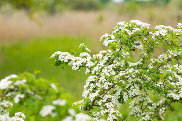 Bush of nice white flowers on a green field with blurred background
