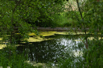 Fototapeta na wymiar green swamp in summer time at amager fælled