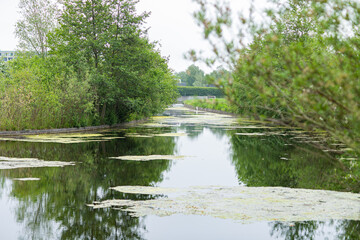 water pond at ease with bushes and white sky