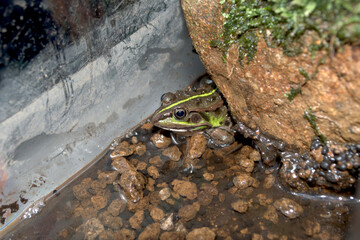 トウキョウダルマガエル