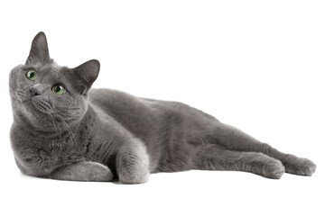 Gray cat with green eyes, Russian blue cat - obrazy, fototapety, plakaty